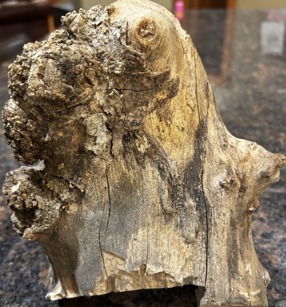 Spalted Live Edge Willow Slab 8.5”x8”x2-4”
