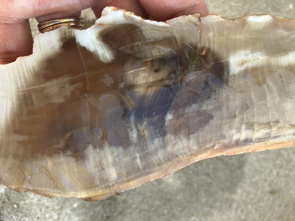 Agatized Petrified Wood Slab