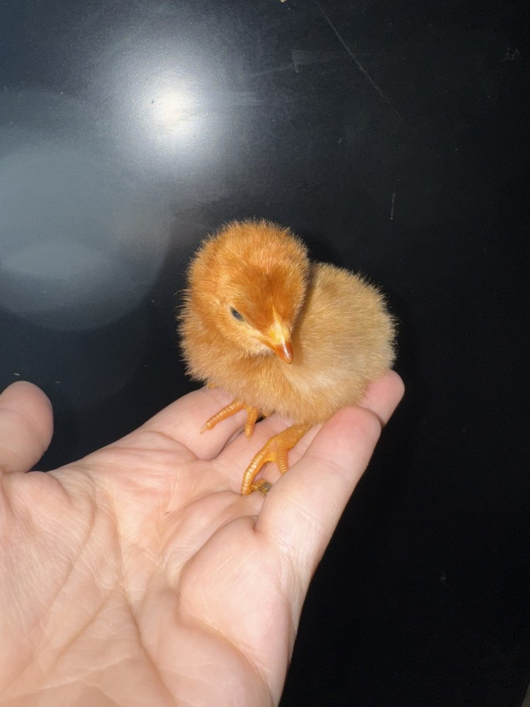 10 “Who’s Your Daddy?” RAINBOW Hatching Chicken Eggs 🤍🌈