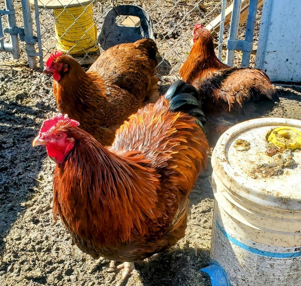 8+ Partridge English Orpington Hatching Eggs 🥚 🐣🐣🥚