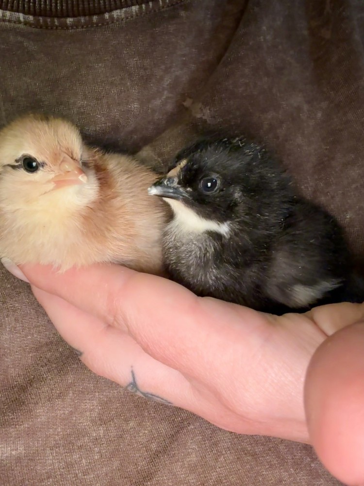 10 “Who’s Your Daddy?” RAINBOW Hatching Chicken Eggs 🤍🌈