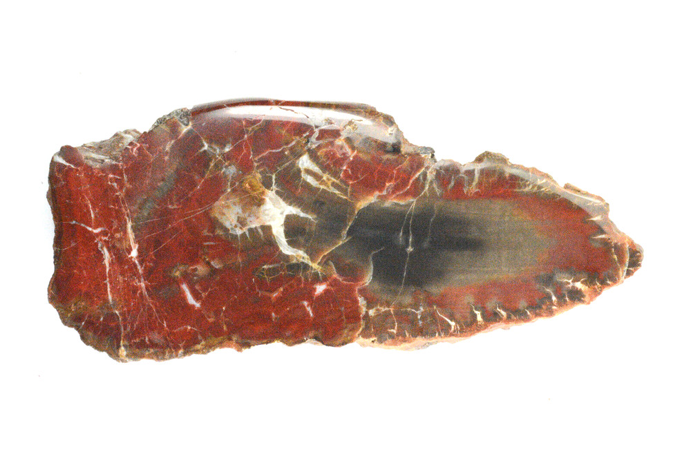 Petrified Wood Circle Cliffs Utah Polished