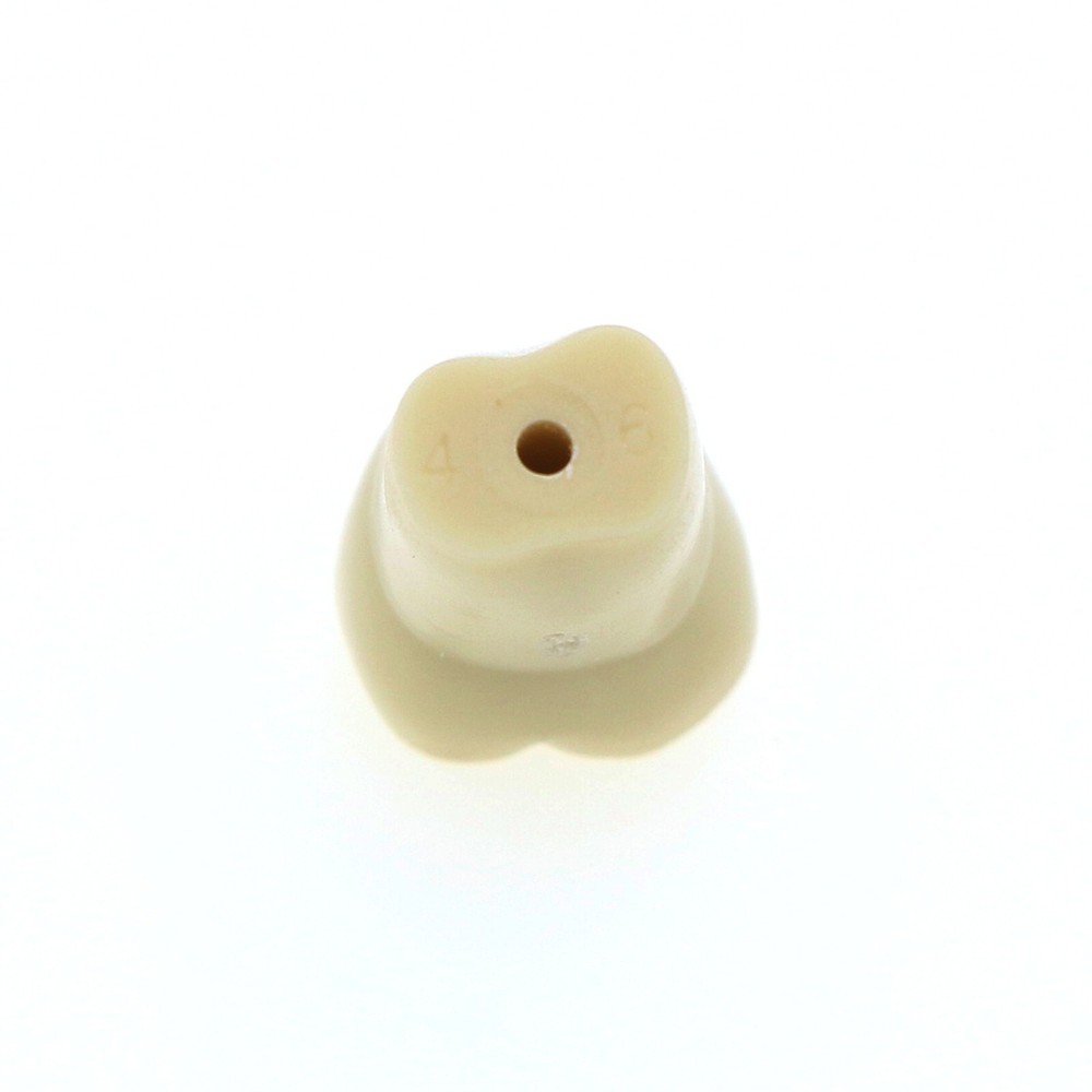Frasaco AG3 Type Dental Restorative Typodont Model 32Pcs Removable Teeth M8014-2
