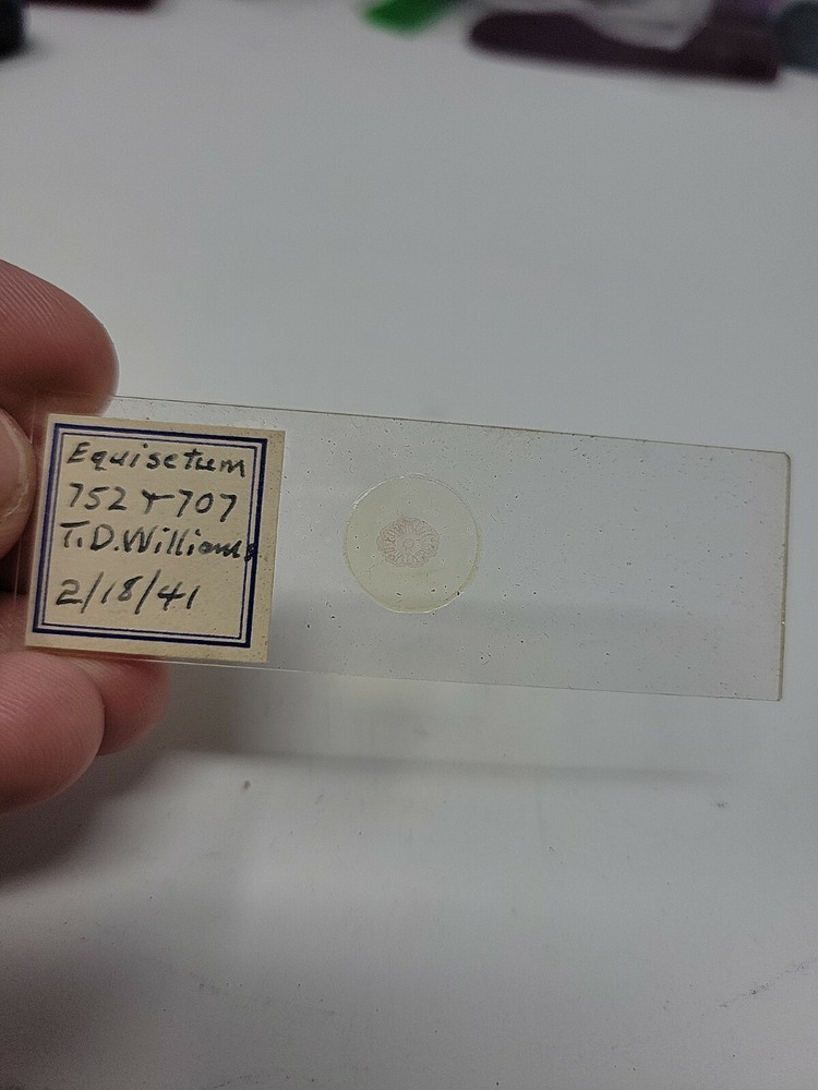 Vintage Microscope Slide 1941