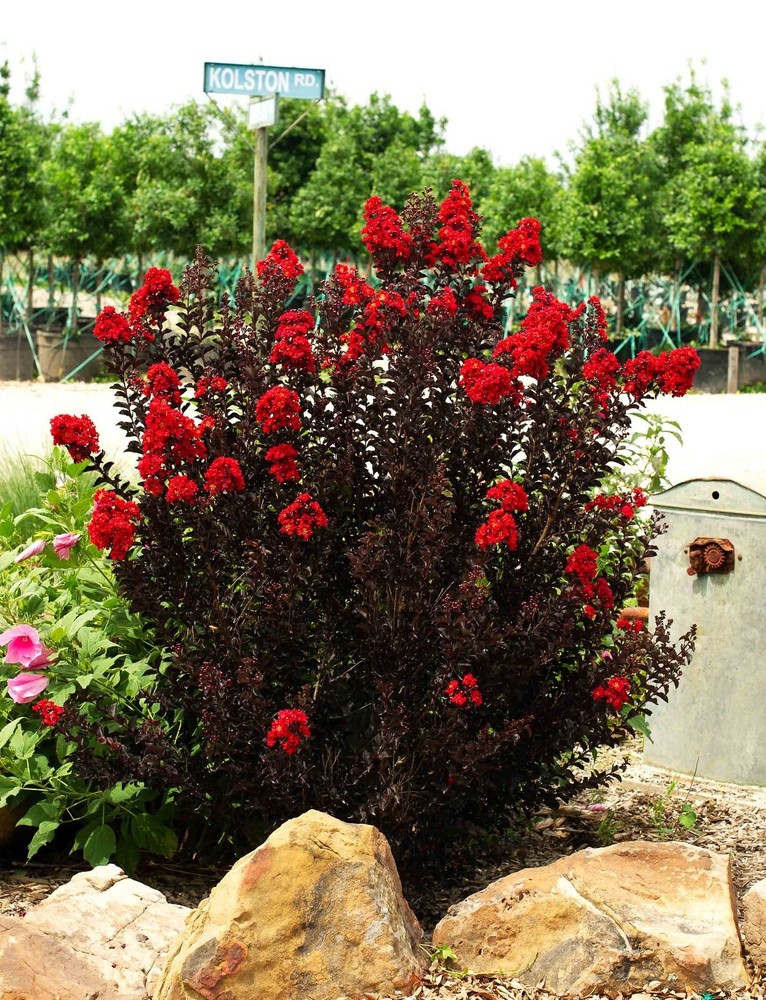 Ruby Thunderstruck Crape Myrtle Starter Lagerstroemia Rooted "STARTER" Plant