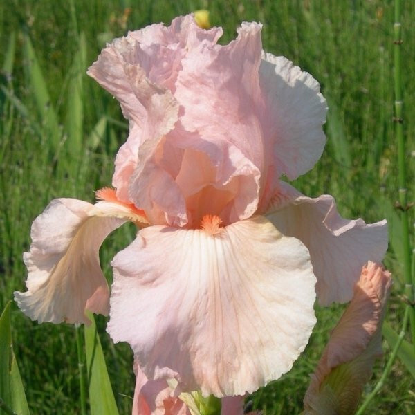 Tall Bearded Iris Reblooming  Pink Attraction Freshly Dug 1 Rhizomes