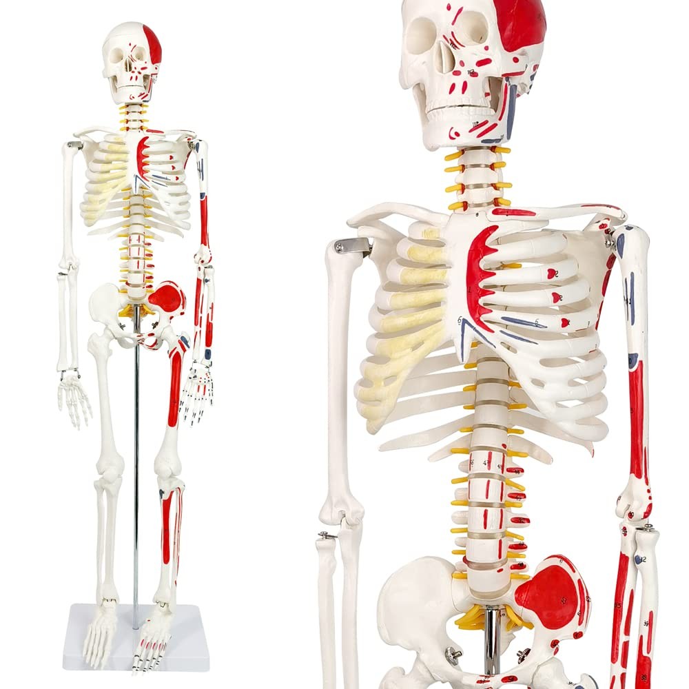 Half Life Size Painted and Numbered Human Skeleton Model, 35" Anatomical Repl...