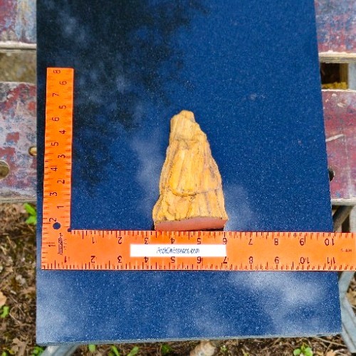 Petrified Wood Stand-up
