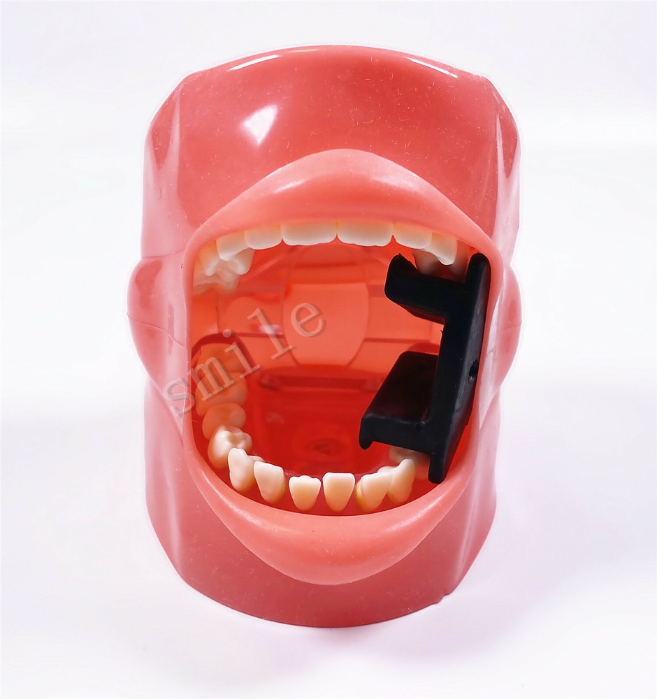 Dental Typodont Practice Removable Teeth Model Soft Gum + Simulation Cheek