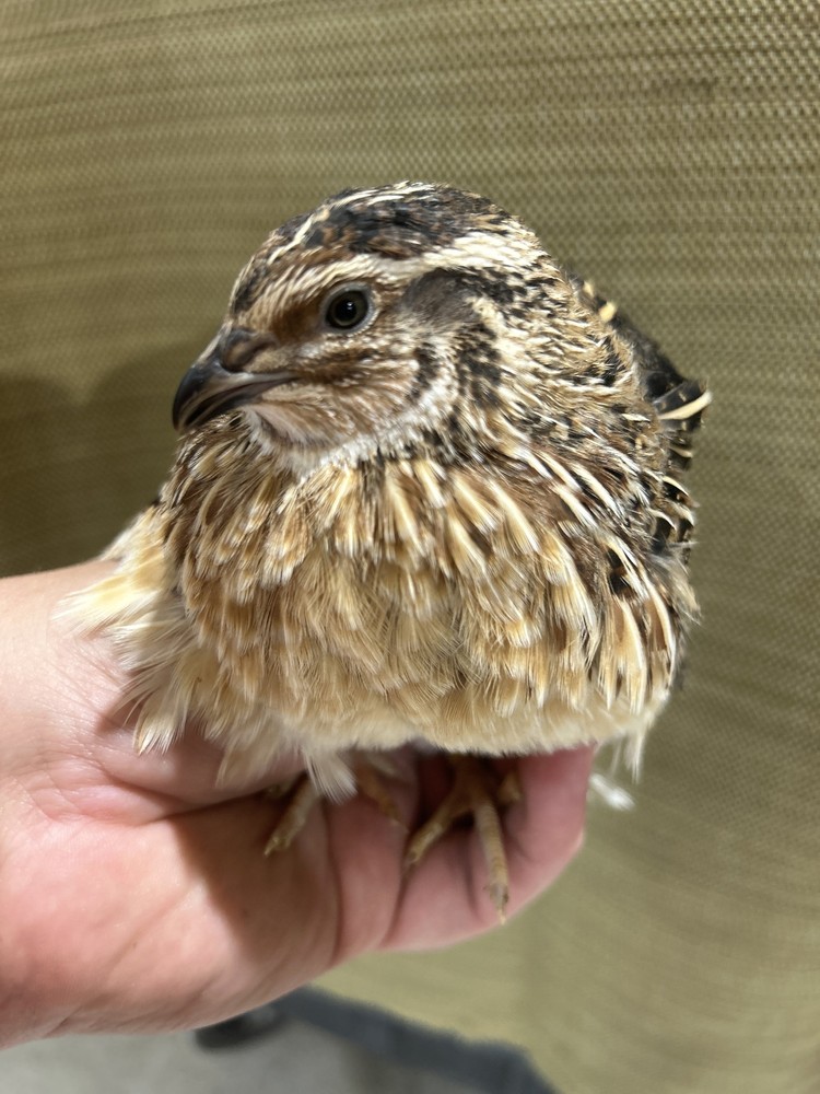 Quail Hens Choice Hatching Eggs