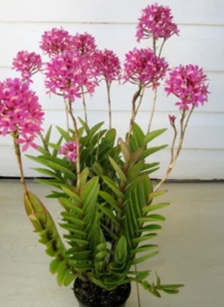 Epidendrum Hokulea ORANGE red fragrant