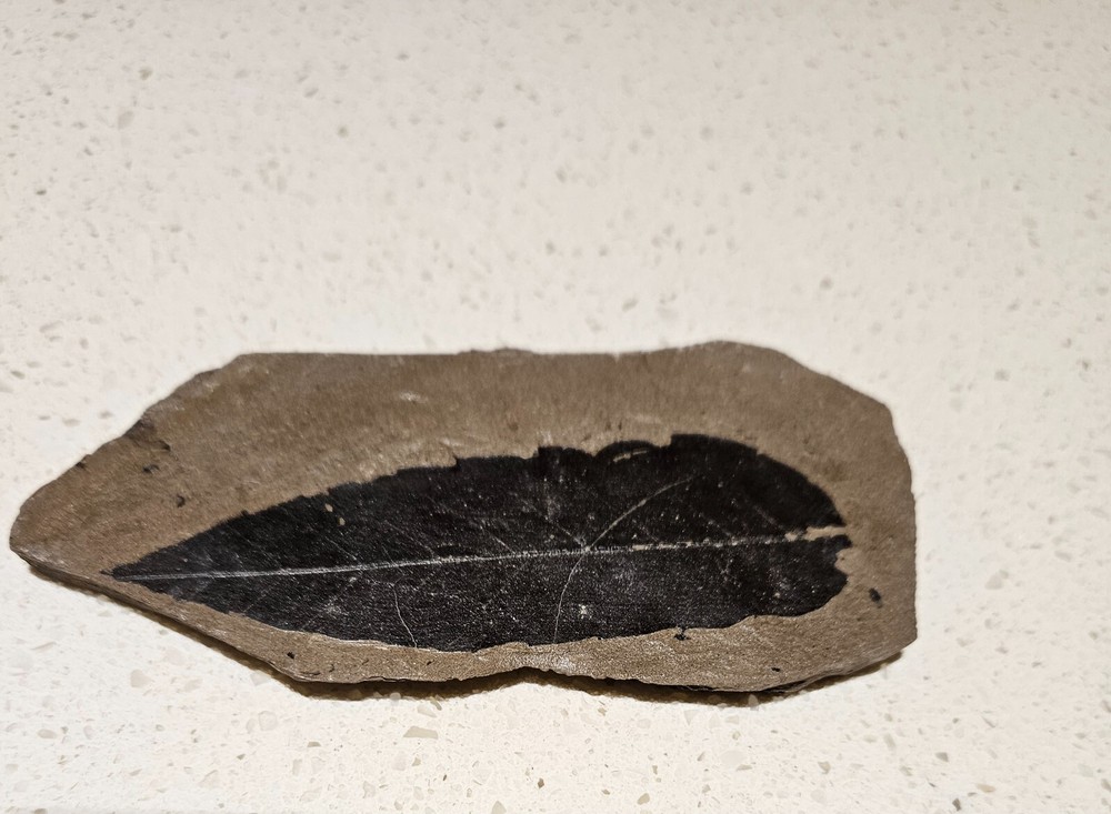 Shanwang leaf fossil#4