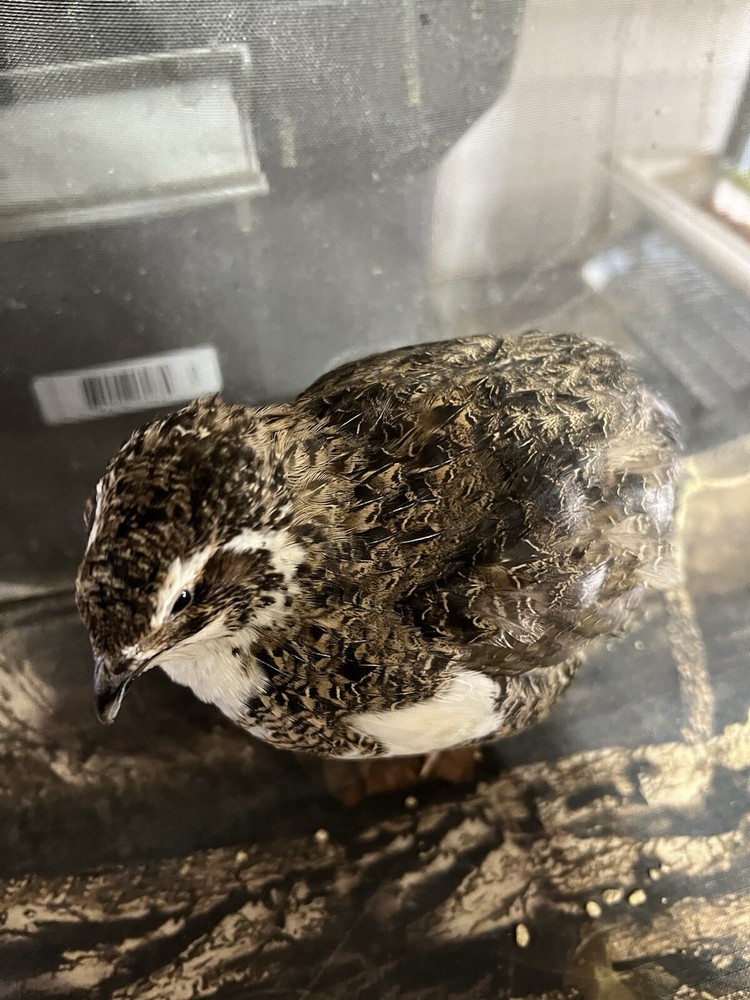 10+ Tuxedo Coturnix Hatching Eggs By Buddy’s Hatchery