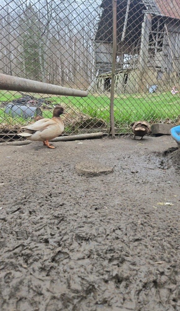 6+ Fertile Call Duck Hatching Eggs