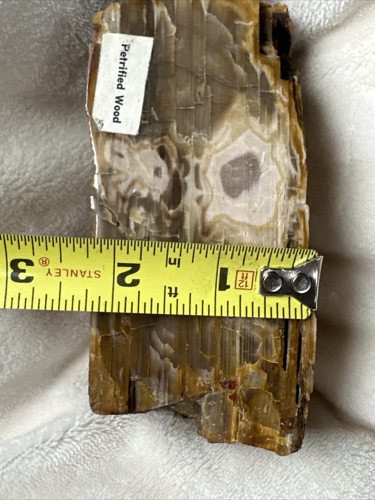 Petrified Wood