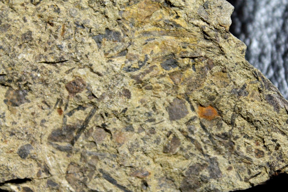 Cooksonia - Museum quality 423 million years ago specimen