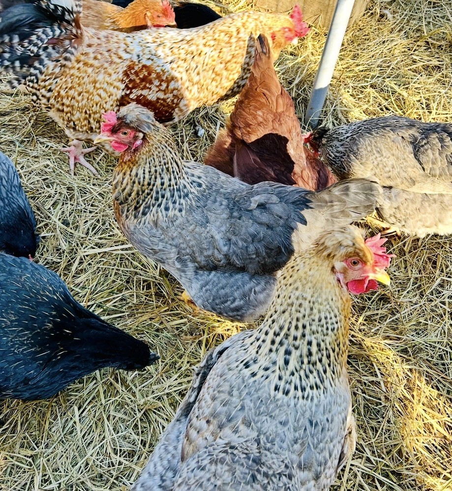 12 Rainbow Barnyard Mix Hatching Eggs