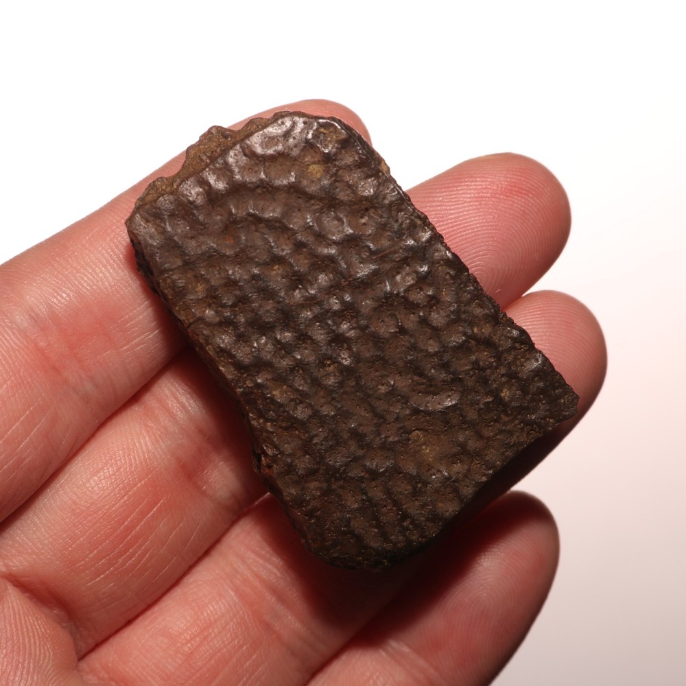 Nice TURTLE SHELL Piece - Dinosaur Age Fossil - CRETACEOUS Hell Creek Formation