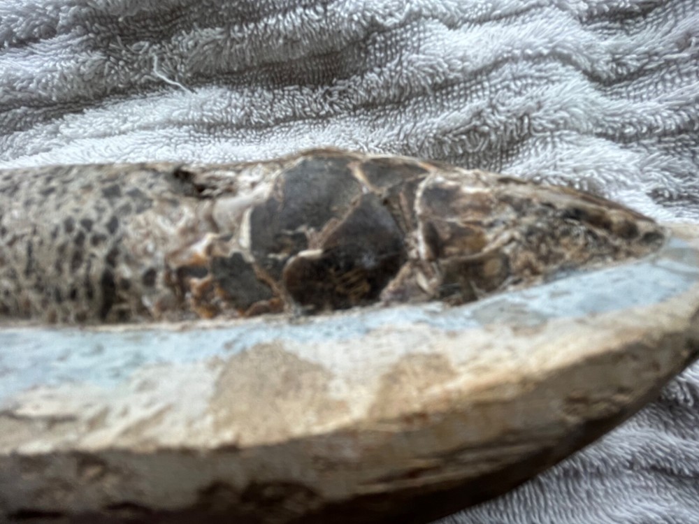 fossil fish very nice details 
