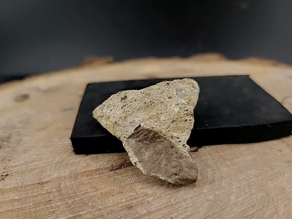 Real Dinosaur Fossilized Tooth Jaw Bone Piece Connected