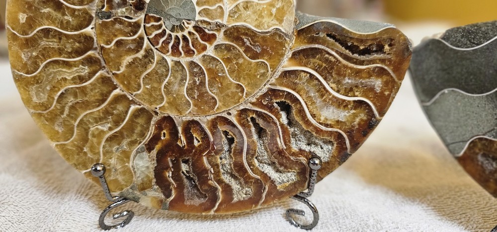 Ammonite Natural Pair
