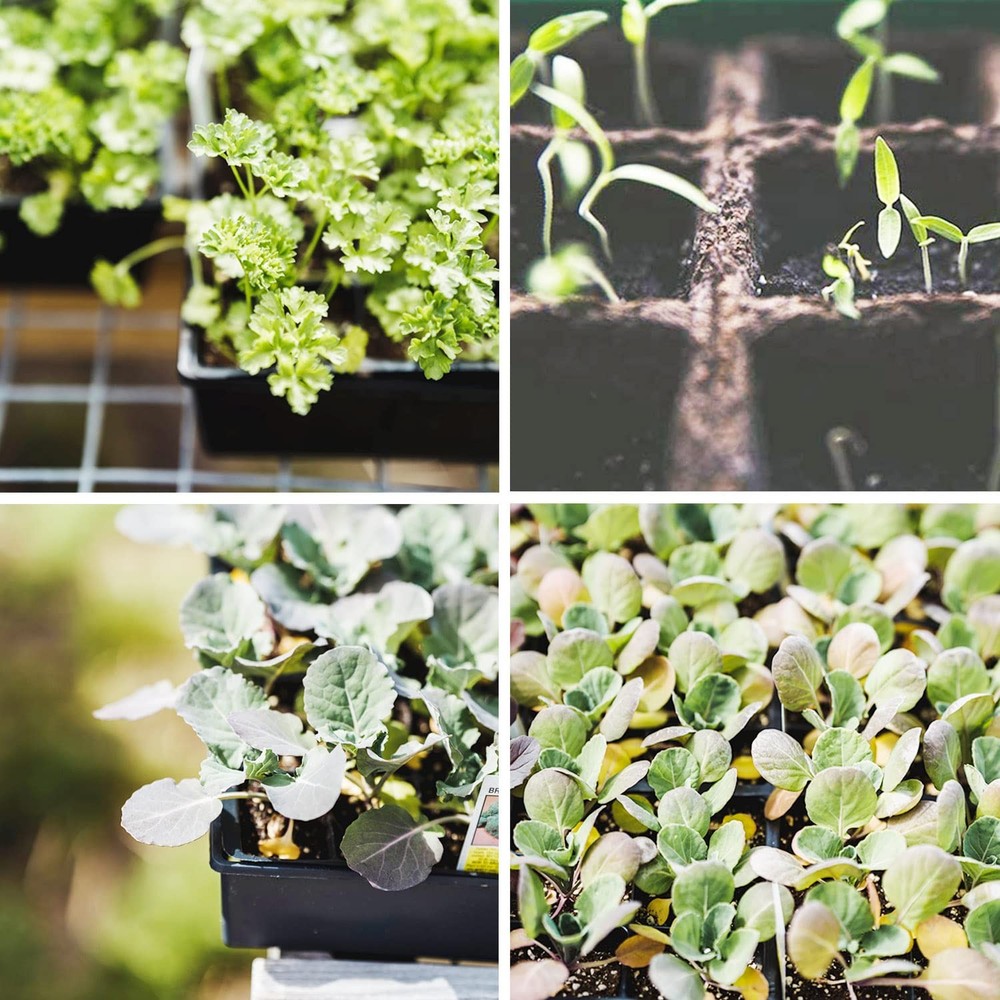 Seed Starter Kit with Peat Pots for Seedlings Seed Starter Tray, Including 10...