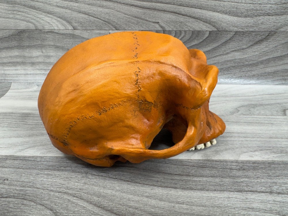 PREHISTORIC CERAMIC SKULLS LOT - NEANDERTHAL CRANIUM HEAD
