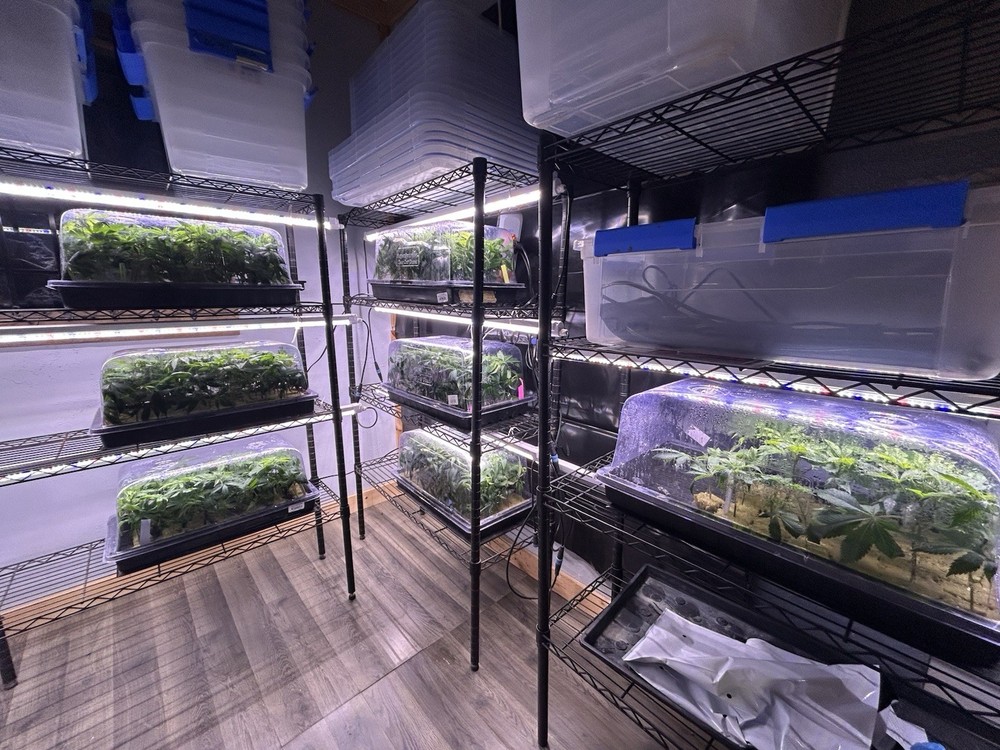 48"x20" Hydroponic Seed for Germination and Cloning
