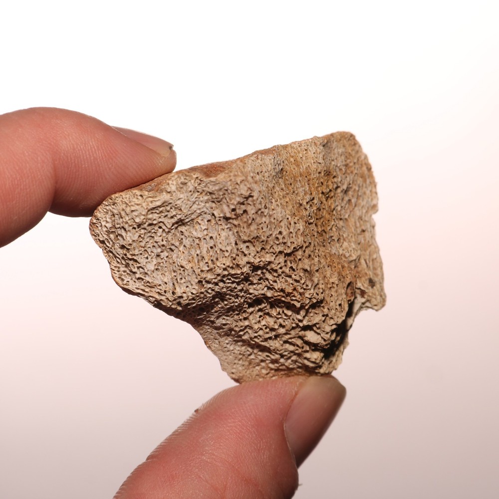 Dinosaur Vertebrae Partial - Hell Creek Formation - Nice Fossil CRETACEOUS