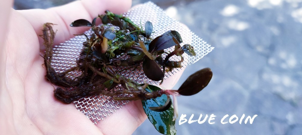 Bucephalandra blue coin 7cm rhizome