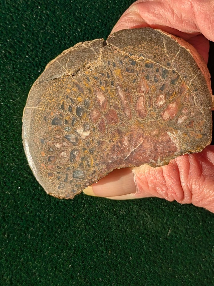 UV * Super Nice Dinosaur Bone * Rough *