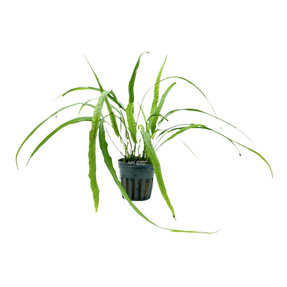 Microsorum Pteropus 'Needle' | Aquarium Plants Factory®