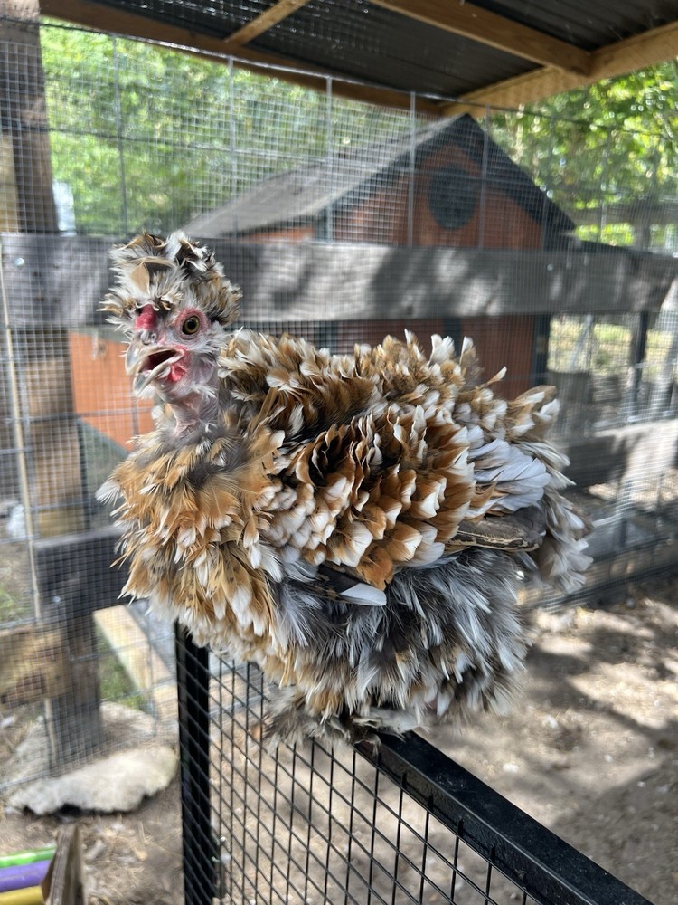 6+ Millie Fleur Silkie Hatching Eggs NPIP