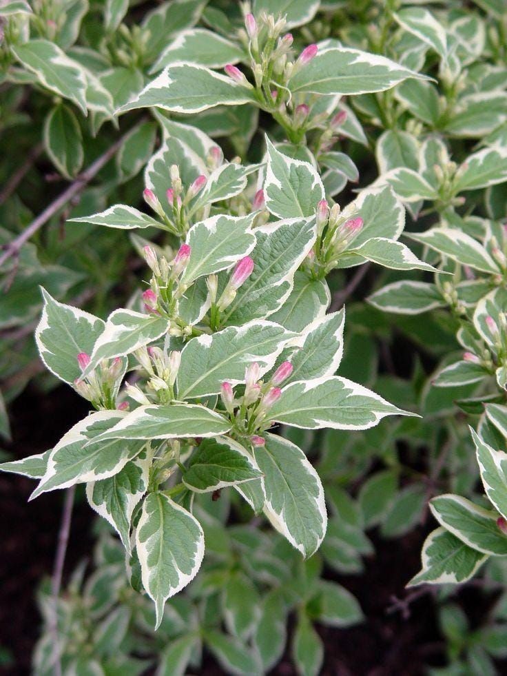 Variegated Weigela | 2 Bare-roots