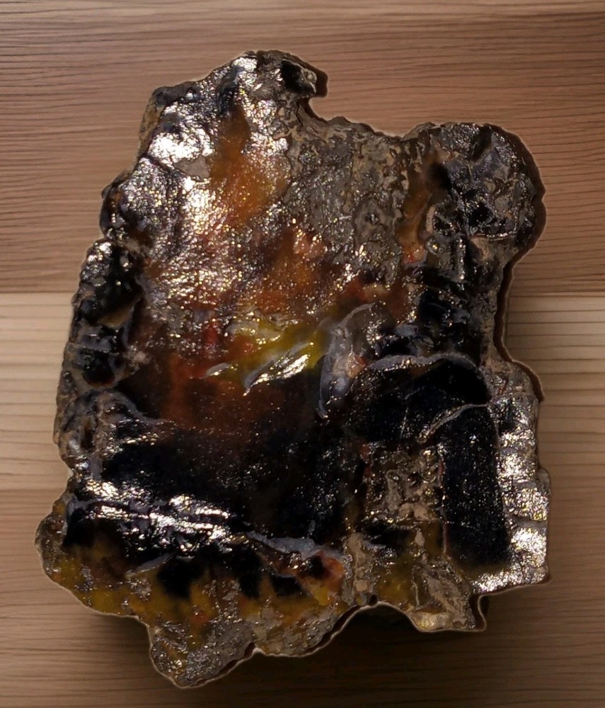 Dark Petrified Wood Rough 7 oz
