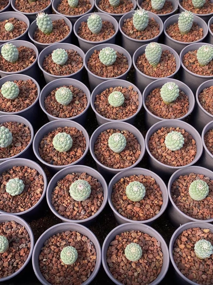 2pcs 2-3CM RareSucculent Plant Strombocactus disciformis seedgrowth