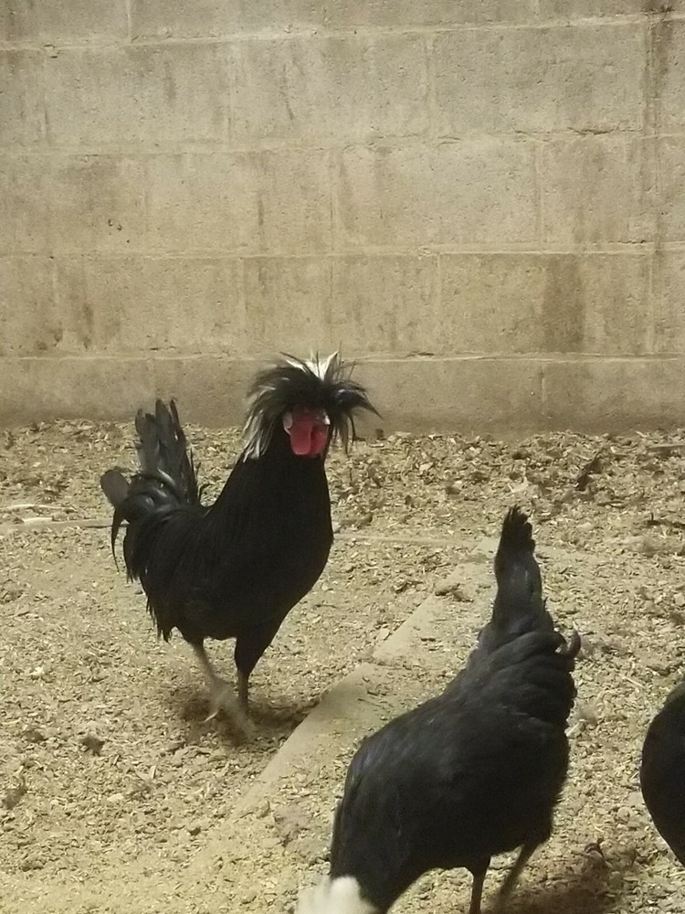White Crested Black Polish Hatching Eggs - Chicken