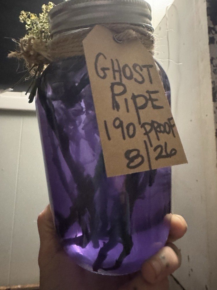 Organic Ghost Pipe Tincture Monotropa Uniflora Small Batch | Handcrafted