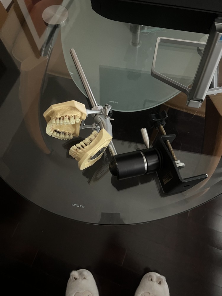 Dental Typodant and stand