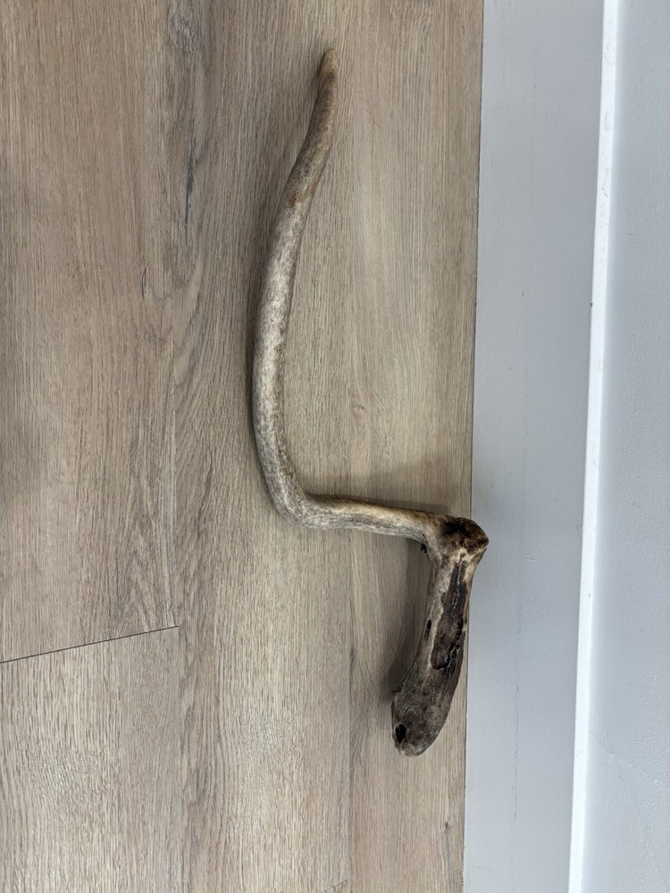 Funky Elk Shed Antler.
