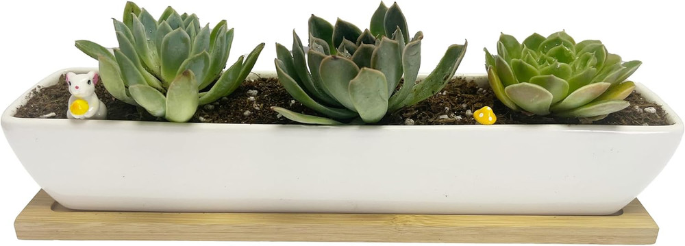White Rectangular Long Succulent Planter Pot,11X2.16X1.75Inch Modern Minimalist