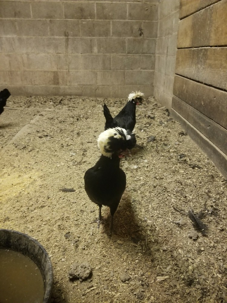 White Crested Black Polish Hatching Eggs - Chicken