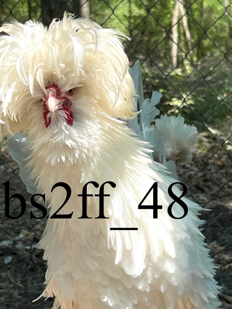 24 Pure Breed Hatching Eggs Variety Pack