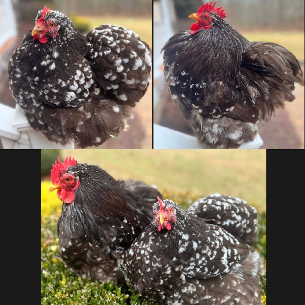 x10+ Chocolate Mottled Bantam Cochin Hatching Eggs