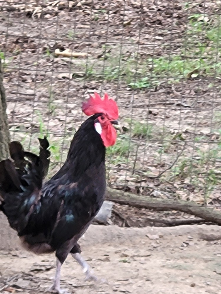 6 Rare Black Penedesenca Hatching Eggs
