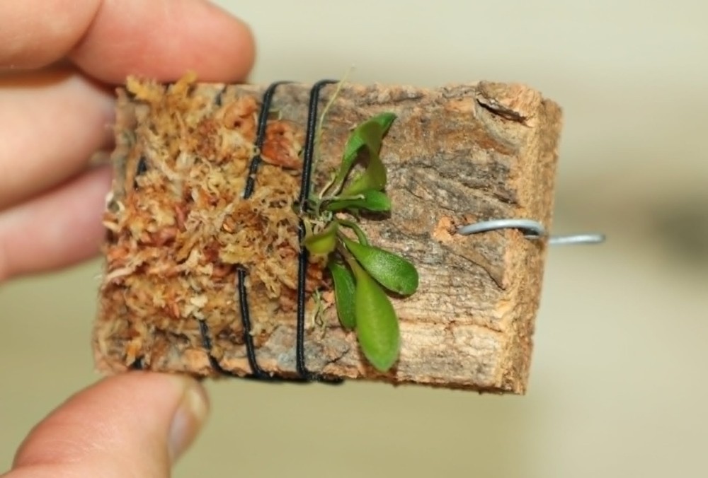 LEPANTHES CELOX SMALL ORCHID MOUNTED