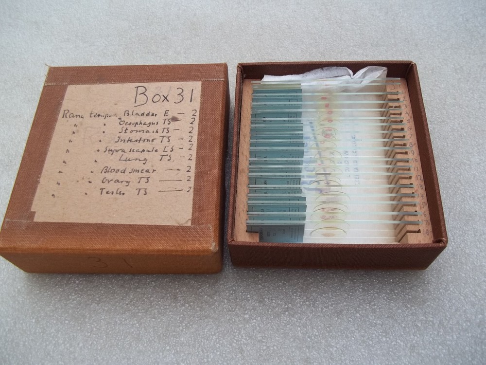 Vintage Glass Microscope Slides -