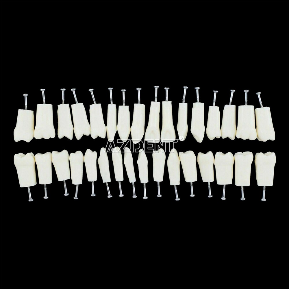 Tooth Modelo de tipodonto dental con dientes extraíbles