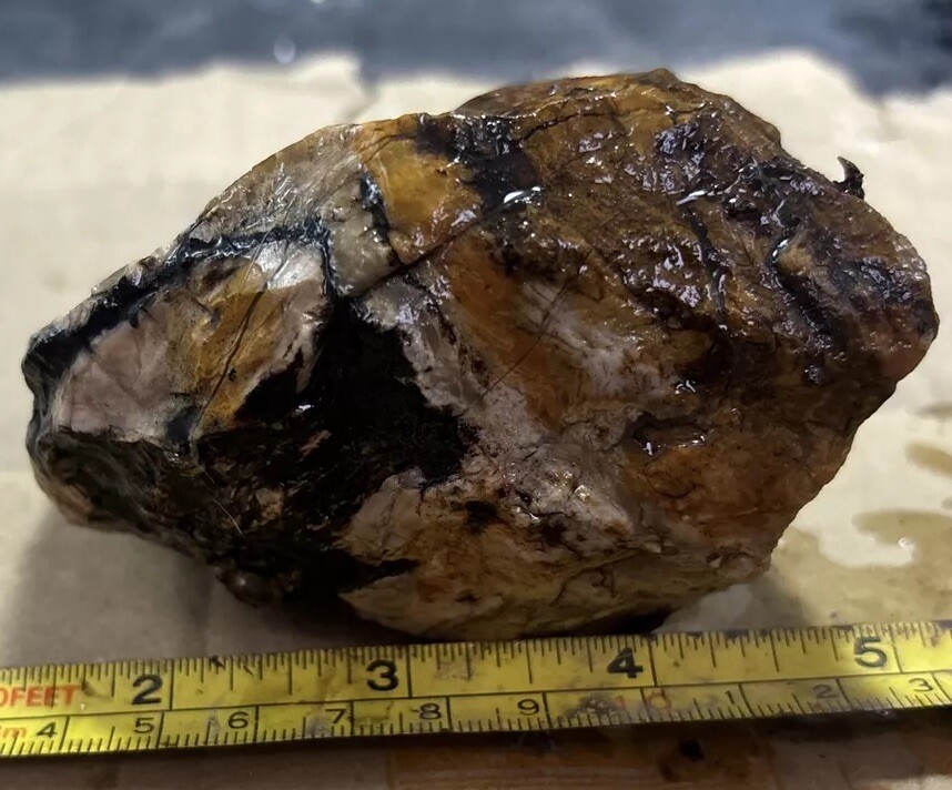 Colorful petrified wood