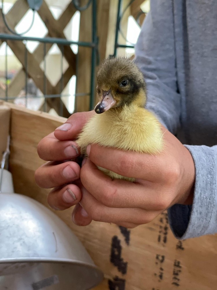 (6) + Fertile Duck hatching Eggs - Welsh Harlequin